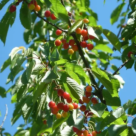 La Fattoria Al Crocefisso Pieve Fosciana